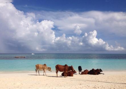 Ebony & Ivory Beach Bungalows Nungwi Exteriör bild